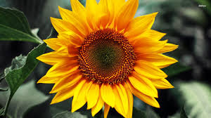 sunflower 400 X 300